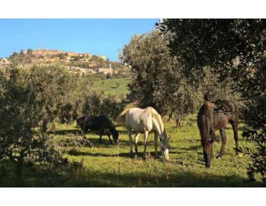 Near The Sea Big Panoramic House 2 Terraces In Lovely Village Montiano  Exteriér fotografie